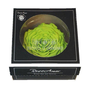 Trandafir Criogenat XXL GRE-05 (Ø9,5cm, 1 buc /cutie) - DepozituldeCriogenati.ro