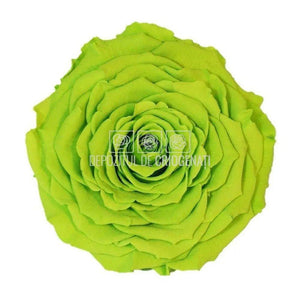 Trandafir Criogenat XXL GRE-05 (Ø9,5cm, 1 buc /cutie) - DepozituldeCriogenati.ro