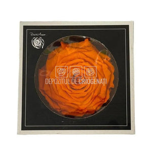 Trandafir Criogenat XXL ORA-02 (dia. 9,5cm, 1 buc /cutie) - DepozituldeCriogenati.ro