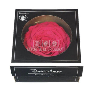 Trandafir Criogenat XXL PIN-03 (Ø9,5cm, 1 buc /cutie) - DepozituldeCriogenati.ro