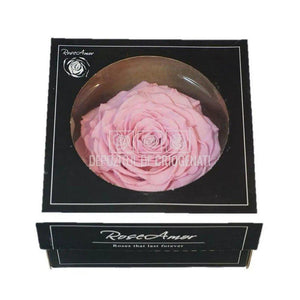 Trandafir Criogenat XXL PIN-04 (Ø9,5cm, 1 buc /cutie) - DepozituldeCriogenati.ro