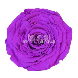 Trandafir Criogenat XXL PUR-02 (Ø9,5cm, 1 buc /cutie) - DepozituldeCriogenati.ro