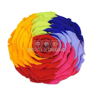 Trandafir Criogenat XXL RAINBOW RED-02 (dia. 9,5cm, 1 buc /cutie)