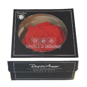 Trandafir Criogenat XXL RED-02 (Ø9,5cm, 1 buc /cutie) - DepozituldeCriogenati.ro