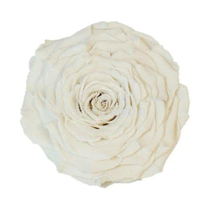 Trandafir Criogenat XXL WHI-04 (Ø9,5cm, 1 buc /cutie) - DepozituldeCriogenati.ro