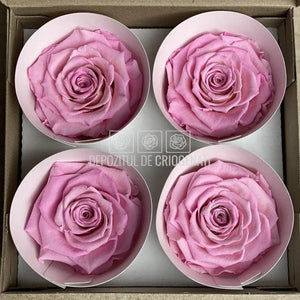 Trandafiri Criogenati BELLA BIC-08 (Ø7,5-8cm, set 4 buc /cutie) - DepozituldeCriogenati.ro