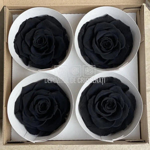 Trandafiri Criogenati BELLA BLA-01 (Ø7,5-8cm, set 4 buc /cutie) - DepozituldeCriogenati.ro