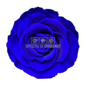 Trandafiri Criogenati BELLA BLU-03 (Ø7,5-8cm, set 4 buc /cutie) - DepozituldeCriogenati.ro