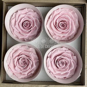 Trandafiri Criogenati BELLA PIN-04 (Ø7,5-8cm, set 4 buc /cutie) - DepozituldeCriogenati.ro