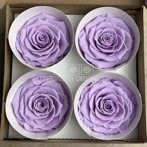 Trandafiri Criogenati BELLA VIO-03 (Ø7,5-8cm, set 4 buc /cutie) - DepozituldeCriogenati.ro