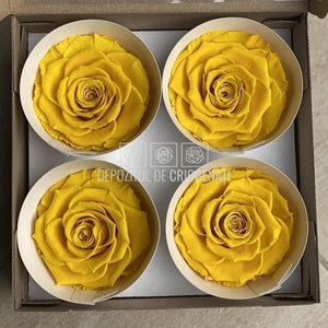 Trandafiri Criogenati BELLA YEL-02 (Ø7,5-8cm, set 4 buc /cutie) - DepozituldeCriogenati.ro