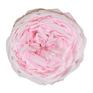 Trandafiri Criogenati KABUKIZA PIN-99 (dia.6cm x 3,2cm, set 3 buc /cutie) - DepozituldeCriogenati.ro