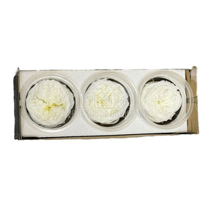 Trandafiri Criogenati KABUKIZA WHI-01 (dia.6cm x 3,2cm, set 3 buc /cutie) - DepozituldeCriogenati.ro