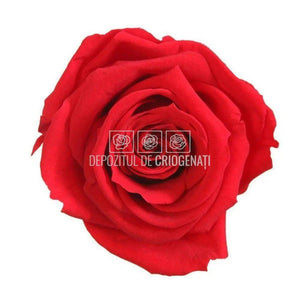 Trandafiri Criogenati MINI RED (Ø3,5-4,5cm, set 12 buc /cutie) - DepozituldeCriogenati.ro