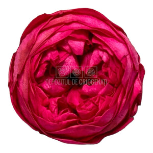 Trandafiri Criogenati NIKI PIN-03 (dia. 5cm, set 6 buc /cutie) - DepozituldeCriogenati.ro