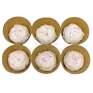 Trandafiri Criogenati NIKI PIN-89 (dia. 5cm, set 6 buc /cutie) - DepozituldeCriogenati.ro