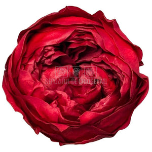 Trandafiri Criogenati NIKI RED - 01 - set 6 buc - Depozitul de Criogenati
