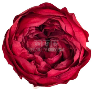 Trandafiri Criogenati NIKI RED - 01 - set 6 buc - Depozitul de Criogenati