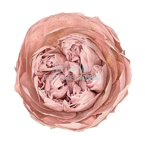 Trandafiri Criogenati NIKI XXL PIN-04 (dia. 9cm, set 1 buc /cutie) - DepozituldeCriogenati.ro