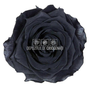 Trandafiri Criogenati PREMIUM BLACK (Ø7-8,5cm; set 4 buc /cutie) - DepozituldeCriogenati.ro