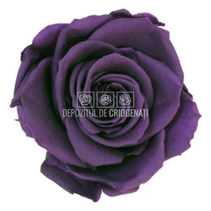 Trandafiri Criogenati PREMIUM PURPLE (Ø7-8,5cm; set 4 buc /cutie) - DepozituldeCriogenati.ro
