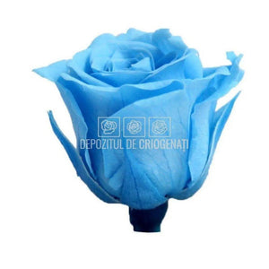 Trandafiri Criogenati PRINCESS SKY BLUE (Ø2,5-3cm, set 16 buc /cutie) - DepozituldeCriogenati.ro
