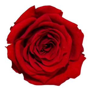 Trandafiri Criogenati S RED - 02 (dia. 3 - 4cm, set 12 buc /cutie) - DepozituldeCriogenati.ro