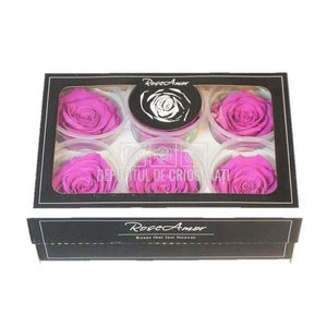 Trandafiri Criogenati XL BIC-05 (Ø6-6,5cm, set 6 buc /cutie) - DepozituldeCriogenati.ro