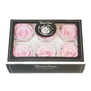 Trandafiri Criogenati XL BIC-07 (Ø6-6,5cm, set 6 buc /cutie) - DepozituldeCriogenati.ro