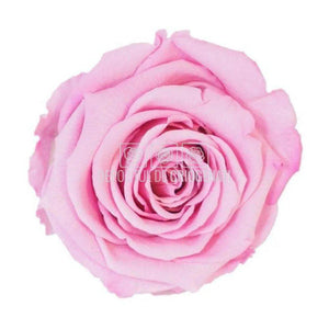 Trandafiri Criogenati XL BIC-08 (dia. 6-6,5cm, set 6 buc /cutie)