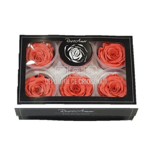 Trandafiri Criogenati XL BIC-10 (Ø6-6,5cm, set 6 buc /cutie) - DepozituldeCriogenati.ro