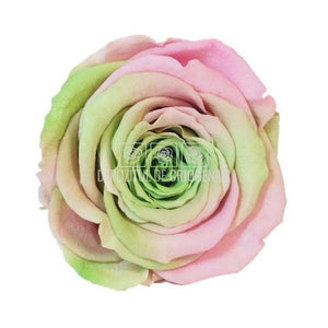 Trandafiri Criogenati XL BIC-26 (Ø6-6,5cm, set 6 buc /cutie) - DepozituldeCriogenati.ro