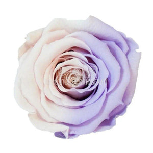 Trandafiri Criogenati XL BIC-27 (Ø6-6,5cm, set 6 buc /cutie) - DepozituldeCriogenati.ro