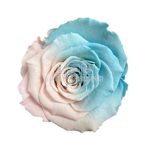 Trandafiri Criogenati XL BIC-40 (Ø6-6,5cm, set 6 buc /cutie) - DepozituldeCriogenati.ro