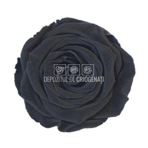 Trandafiri Criogenati XL BLA-01 (Ø6-6,5cm, set 6 buc /cutie) - DepozituldeCriogenati.ro