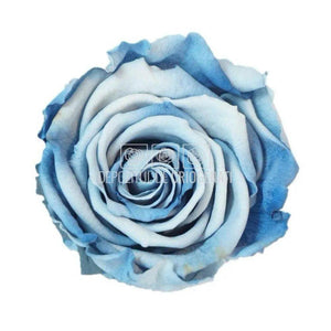 Trandafiri Criogenati XL BLU-05 (Ø6-6,5cm, set 6 buc /cutie) - DepozituldeCriogenati.ro