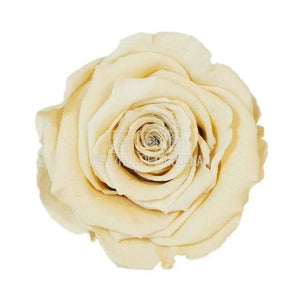 Trandafiri Criogenati XL CHA-01 (Ø6-6,5cm, set 6 buc /cutie) - DepozituldeCriogenati.ro