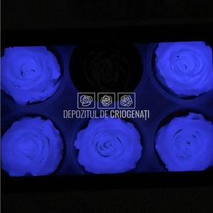 Trandafiri Criogenati XL GLOW PURPLE (Ø6-6,5cm, set 6 buc /cutie) - DepozituldeCriogenati.ro