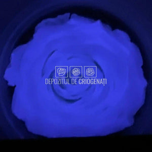 Trandafiri Criogenati XL GLOW PURPLE (Ø6-6,5cm, set 6 buc /cutie) - DepozituldeCriogenati.ro