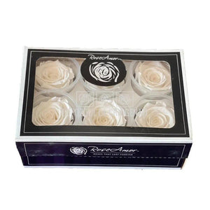 Trandafiri Criogenati XL GLOW PURPLE (Ø6-6,5cm, set 6 buc /cutie) - DepozituldeCriogenati.ro