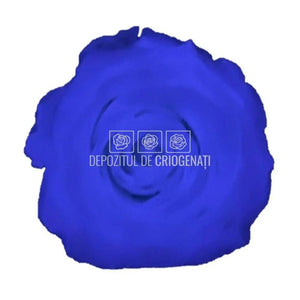 Trandafiri Criogenati XL GLOW PURPLE (Ø6-6,5cm, set 6 buc /cutie) - DepozituldeCriogenati.ro