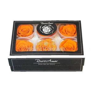 Trandafiri Criogenati XL ORA-02 (Ø6-6,5cm, set 6 buc /cutie) - DepozituldeCriogenati.ro