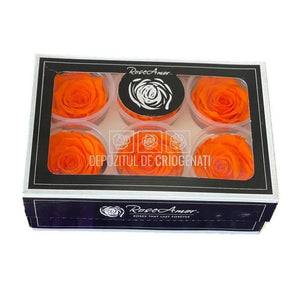 Trandafiri Criogenati XL ORA-99 (Ø6-6,5cm, set 6 buc /cutie) - DepozituldeCriogenati.ro