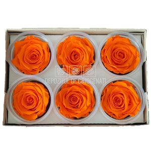 Trandafiri Criogenati XL ORA-99 (Ø6-6,5cm, set 6 buc /cutie) - DepozituldeCriogenati.ro