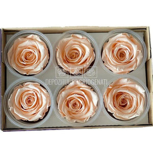 Trandafiri Criogenati XL PEA-99 (Ø6-6,5cm, set 6 buc /cutie) - DepozituldeCriogenati.ro