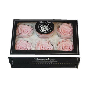 Trandafiri Criogenati XL PIN-04 (Ø6-6,5cm, set 6 buc /cutie) - DepozituldeCriogenati.ro