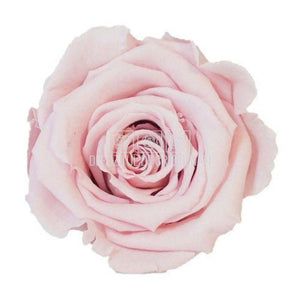 Trandafiri Criogenati XL PIN-04 (Ø6-6,5cm, set 6 buc /cutie) - DepozituldeCriogenati.ro