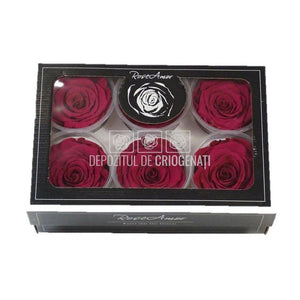Trandafiri Criogenati XL PIN-05 (Ø6-6,5cm, set 6 buc /cutie) - DepozituldeCriogenati.ro
