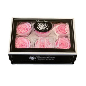 Trandafiri Criogenati XL PIN-99 (Ø6-6,5cm, set 6 buc /cutie) - DepozituldeCriogenati.ro
