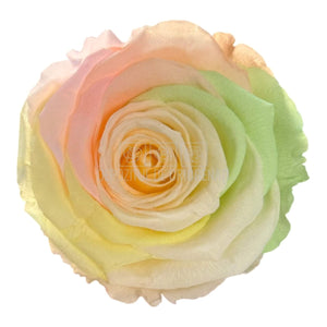 Trandafiri Criogenati XL RAINBOW CHA - 89 (dia. 6 - 6,5cm, set 6 buc) - DepozituldeCriogenati.ro